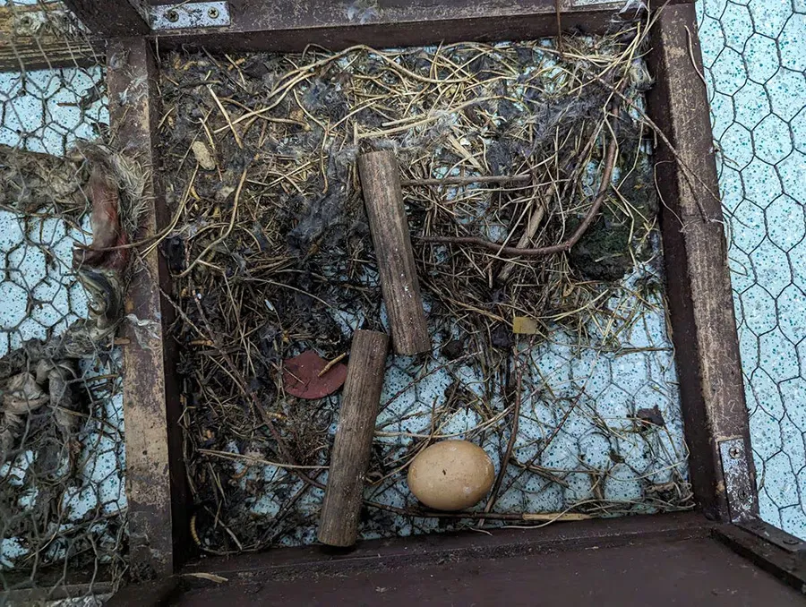 Larsen Trap: The birds were left without access to food and clean water