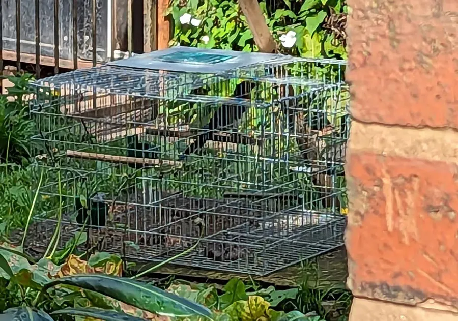 Larsen Trap: Cage where one of the magpies was kept