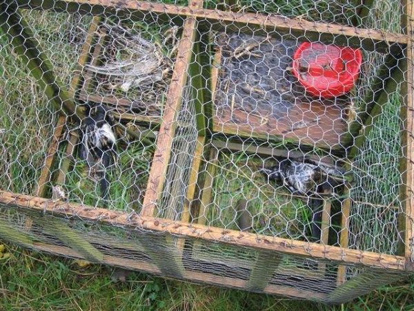 Fewer crows should be trapped – but gamekeepers set to exploit loopholes!