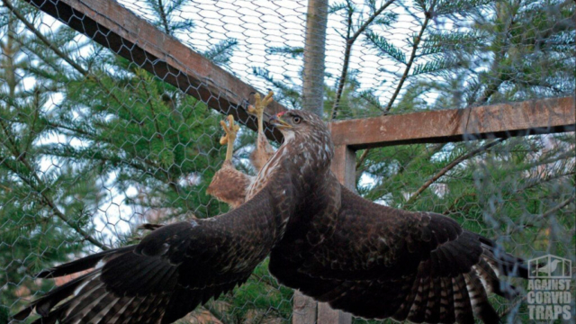 Buzzard trapped in a Ladder Trap