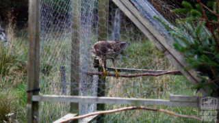 Buzzard trapped in a Ladder Trap