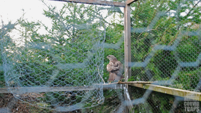 Buzzard trapped in a Ladder Trap