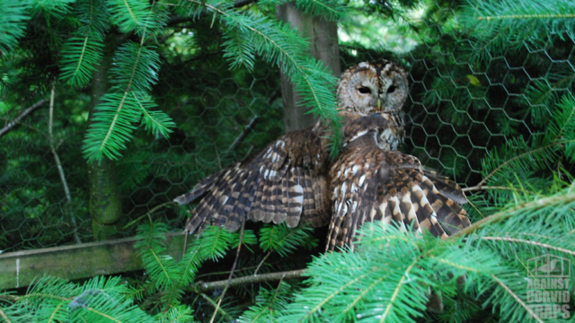 Tawny Owl trapped in a Ladder trap