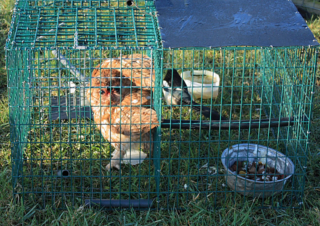 Owl trapped in a Larsen Trap