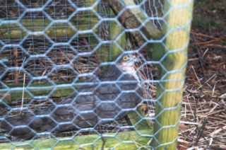 Sparrowhawk trapped in a Larsen Trap