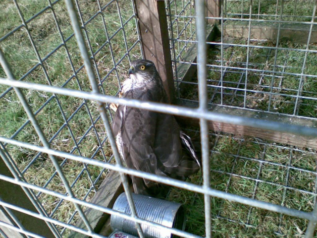 Sparrowhawk trapped in a Larsen Trap